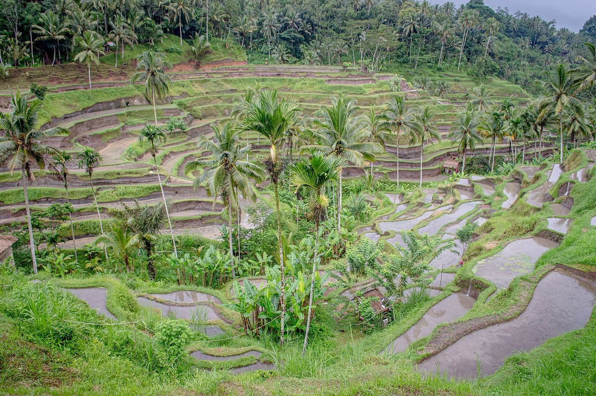 Bali: rijstterrassen, tempels en stranden